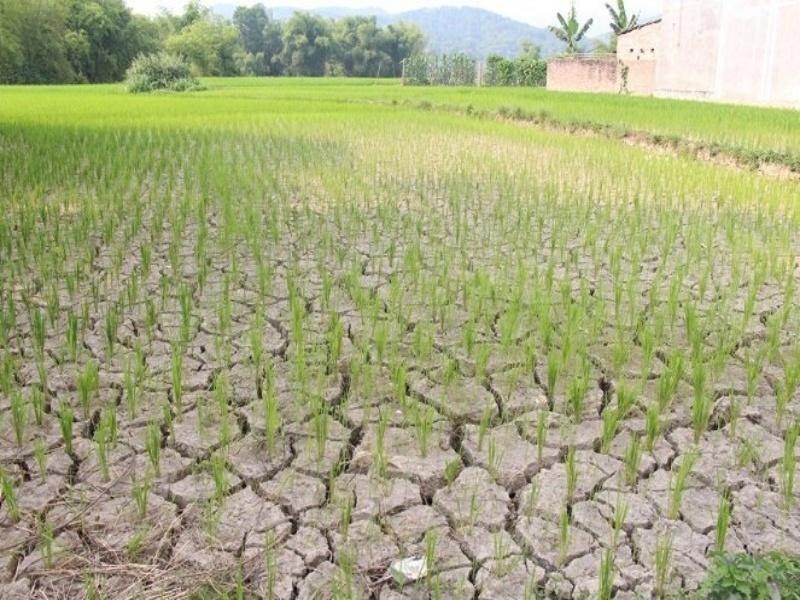 Biến đổi khí hậu ảnh hưởng nặng nề đến ngành nông nghiệp