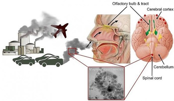 Ô nhiễm không khí ảnh hưởng đến hô hấp và tim mạch